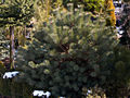 Pinus sylvestris Westonbirt IMG_4592 Sosna pospolita